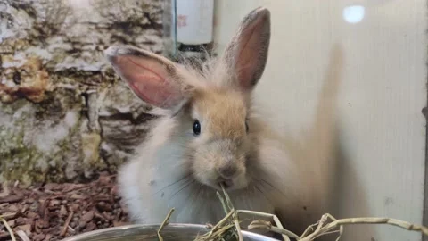 Close-up view of the rabbit eating grass in the cage Vidéo 195934020
