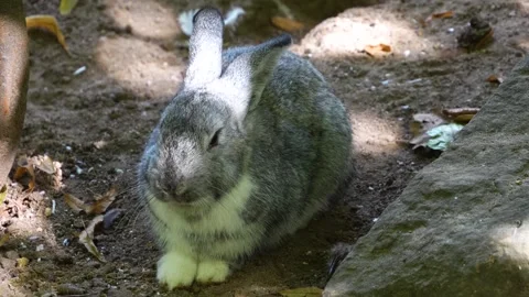 Close up view of a rabbit Stock Footage 260122370