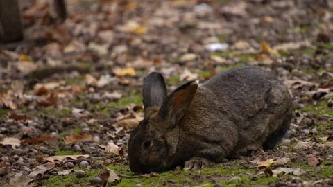 Close up view of a rabbit resting Stock Footage 289671736
