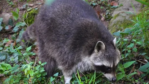 Close up view of a raccoon Stock Footage 260125692