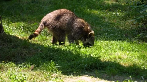 Close view of raccoon Stock Footage 260525231