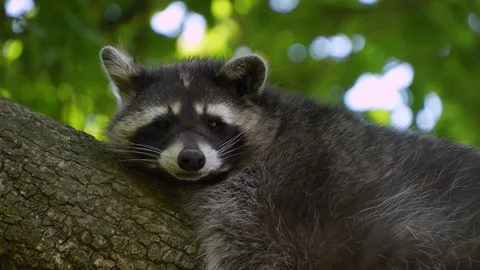 Close up view of a raccoon Stock Footage 260529412