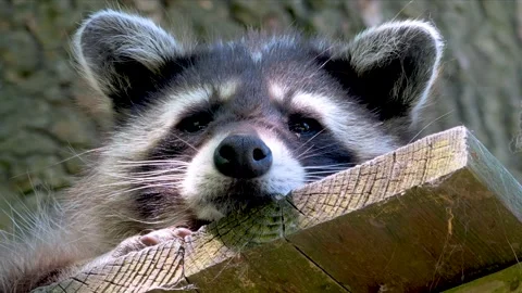 Close up view of a raccoon Stock Footage 263643045