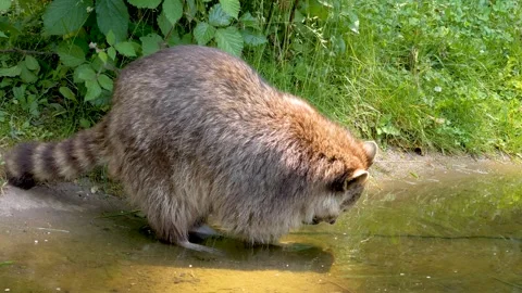 Close up view of a raccoon Stock-Footage 263643191