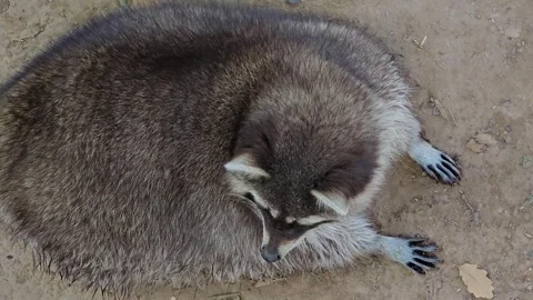 Close up view of a raccoon  Stock Footage 266696712