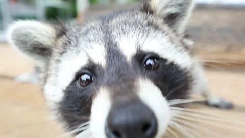 Close-up view of a raccoons face Stock Footage 310421019
