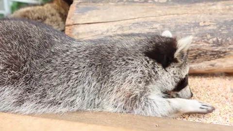 Close up view of a raccoon's soft, gray-and-black fur Stock Footage 310422676