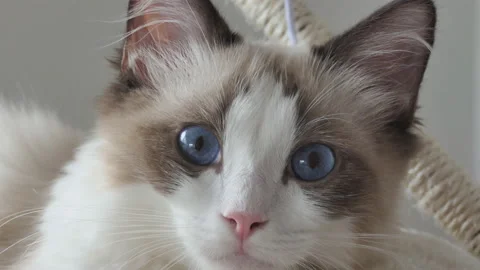 A close up view of a ragdoll kitten. Stock Footage 112358427