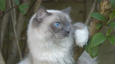 A close-up view of a ragdoll kitten looking around on a branch. Stock Footage 130866485