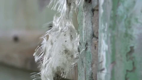Close up view of ragged ribbon hanging outdoors. Stock Footage 80979039