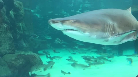 Close view of ragged-tooth shark teeth in an aquarium tank Stock Footage
