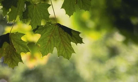 Close view of rain droplets on maple leaves in a blurred forest, creating a t Stock Photos