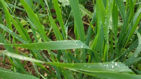 Close up view of rain drops over wheat leaves Stock Footage 154222688