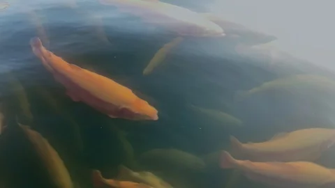Close view of rainbow aquatic trout swimming underwater in river on farm. 스톡 동영상 123081946