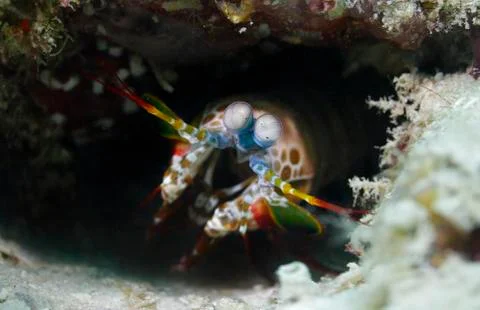 Close up view of rainbow shrimp Stock Photos