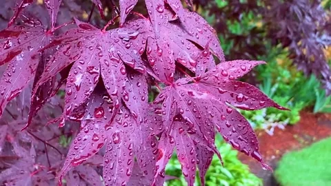 Close up view of raindrops falling on a Japanese red maple leaf tree Stock Footage 313061635