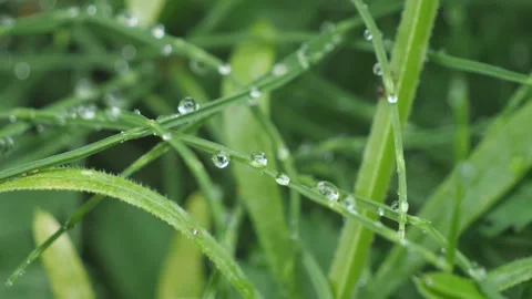 Close up view of raindrops on the grass. Stock Footage 157885204
