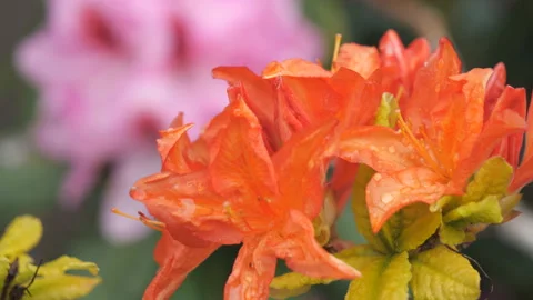A close up view of raindrops on an orange flower. Stock Footage 154403232
