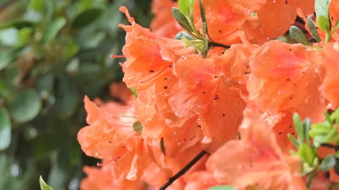 A close-up view of raindrops on orange flowers. Stock Footage 129717474