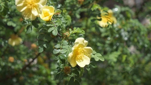 A close-up view of raindrops on a yellow flower. Stock Footage 107955117