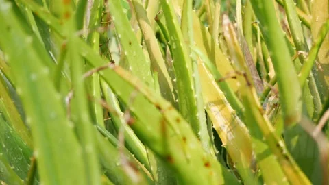 Close view of raining water over Aloe Vera plant Stockbeeldmateriaal 147704283