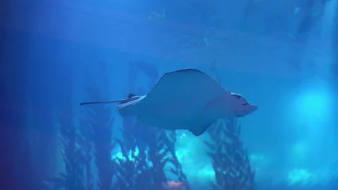 Close-up view on Ramp fish floats underwater Stock Footage 114217078