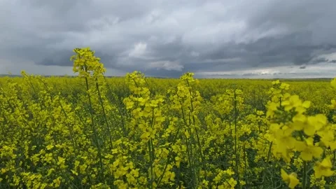 Close-up view of rapeseed field, on windy cloudy day. Rain is about to  explode. 스톡 동영상 154707759