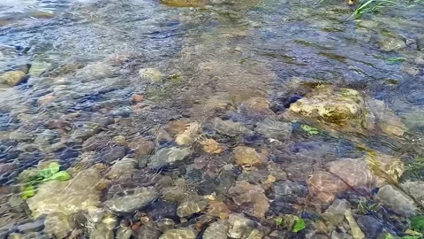 Close-up view of rapidly flowing water of Cheremosh mountain river 스톡 동영상 282057832