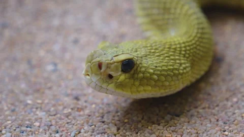 Close up view of a rattlesnake  Stock Footage 241019158