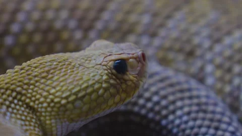 Close up view of a rattlesnake  Stock Footage 241019267