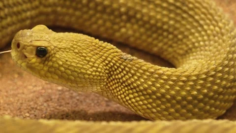 Close view of a rattlesnake head Stock Footage 258974217