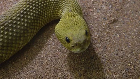 Close view of a rattlesnake head Stock Footage 297021424