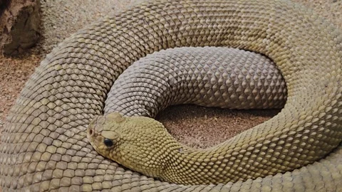 Close up view of a rattlesnake resting Stock Footage 294334751