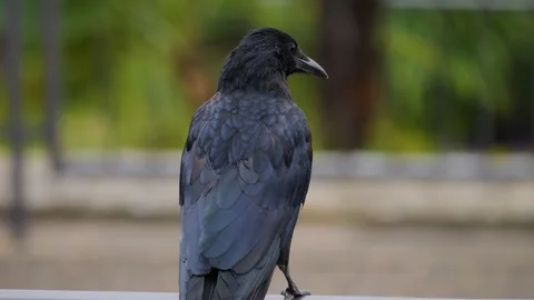 Close view of a raven crow Stock Footage 252647838