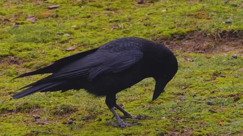 Close view of a raven crow on meadow Stock Footage 255720295