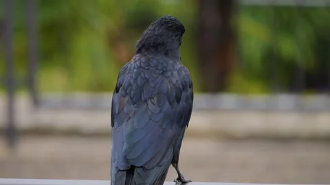 Close view of raven  Stock Footage 252549603