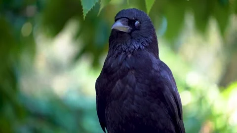 Close view of raven looking  Stock Footage 278009628