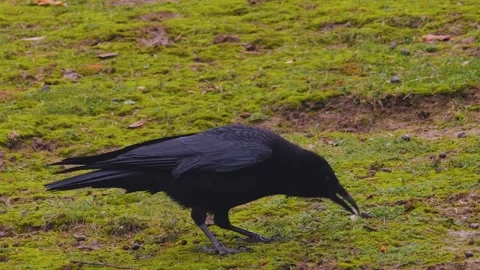 Close view of raven on a meadow Stock Footage 255681595