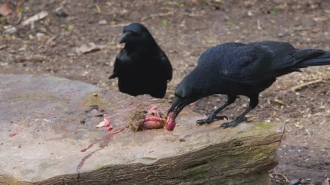 Close view of ravens eating Stock-Footage 265785757