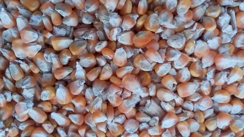 Close-up view raw corn seed Stock Footage 274626262