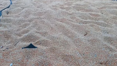 Close-up view raw corn seed Stock Footage 274626263