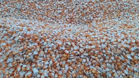 Close-up view raw corn seed Stock Footage 274626264