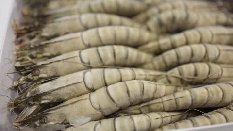 Close view of raw frozen shrimp neatly arranged in a tray showcasing striped she Stock Footage 320451163