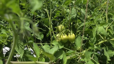 Close up view of raw green tomatoes hanging from dense vines on an organic agric Stock Footage 345663270