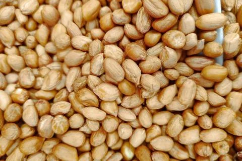 Close-Up View of Raw Peanuts in Their Shells Displaying Natural Texture and.. 스톡 사진