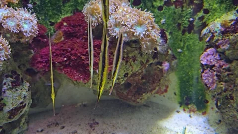 Close view of Razorfish Stock Footage 267584010