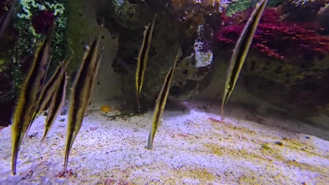 Close view of Razorfish or shrimpfish Stock Footage 277537567