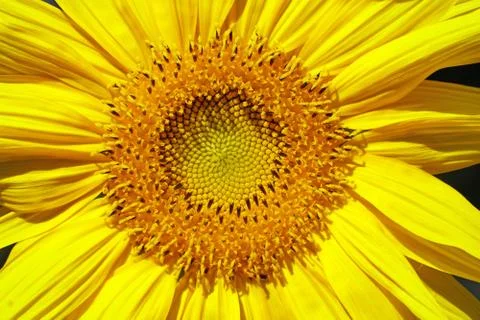 Close-up view of a recently opened sunflower before it develops seeds Stock Photos
