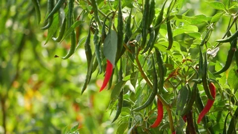 Close view of red and green chili hanging on chili plant 動画素材 151959238