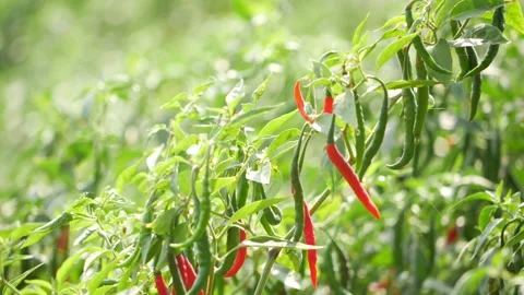 Close view of red and green chili hanging on chili plant Stock-Footage 151959558